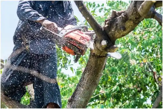 tree services Vinton